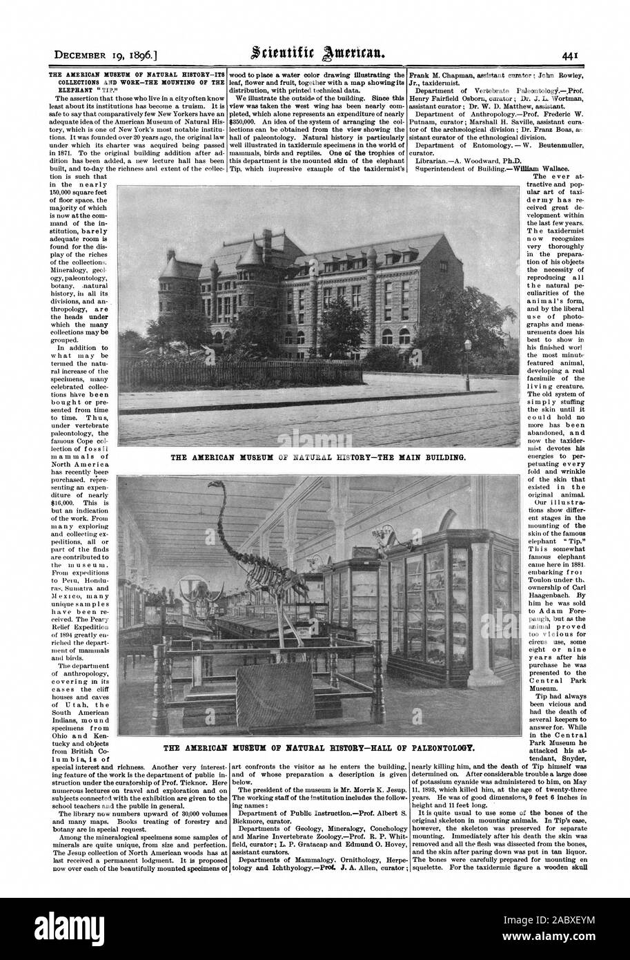 Il Museo Americano di Storia Naturale-LE SUE COLLEZIONI E DI LAVORO-il fissaggio dell'elefante 'punta." Il Museo Americano di Storia Naturale-L'edificio principale. Il Museo Americano di Storia Naturale-Sala di paleontologia., Scientific American, 1896-12-19 Foto Stock