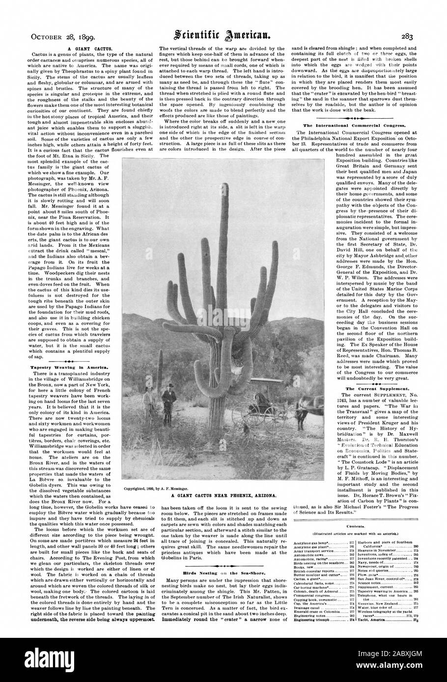 Un cactus giganti. Tessitura di arazzi in America. sotto il lato di retromarcia essendo sempre più in alto. Uccelli nidificanti sul Sea-Shore. Il commerciale internazionale congresso. L'attuale supplemento. Un cactus giganti vicino a Phoenix in Arizona. Trionfo di ingegneria 274 Yacht America 278, Scientific American, 1899-10-28 Foto Stock