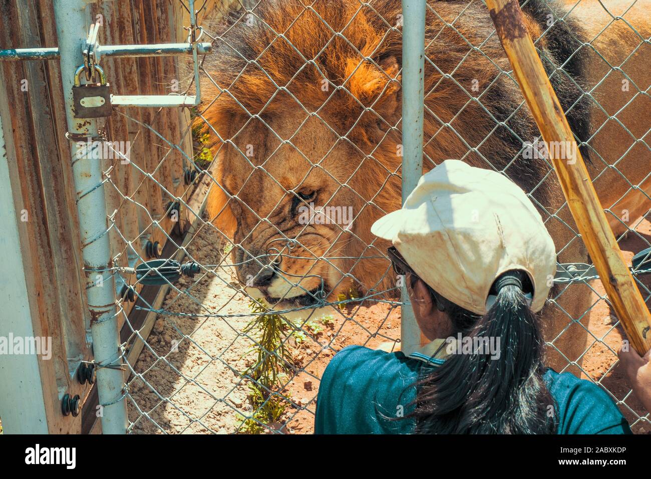 Donna accovacciata nella parte anteriore di un maestoso leone maschio (Panthera leo) con arrabbiato espressione facciale tenuti in cattività per la riproduzione - Cullinan, Sud Africa Foto Stock