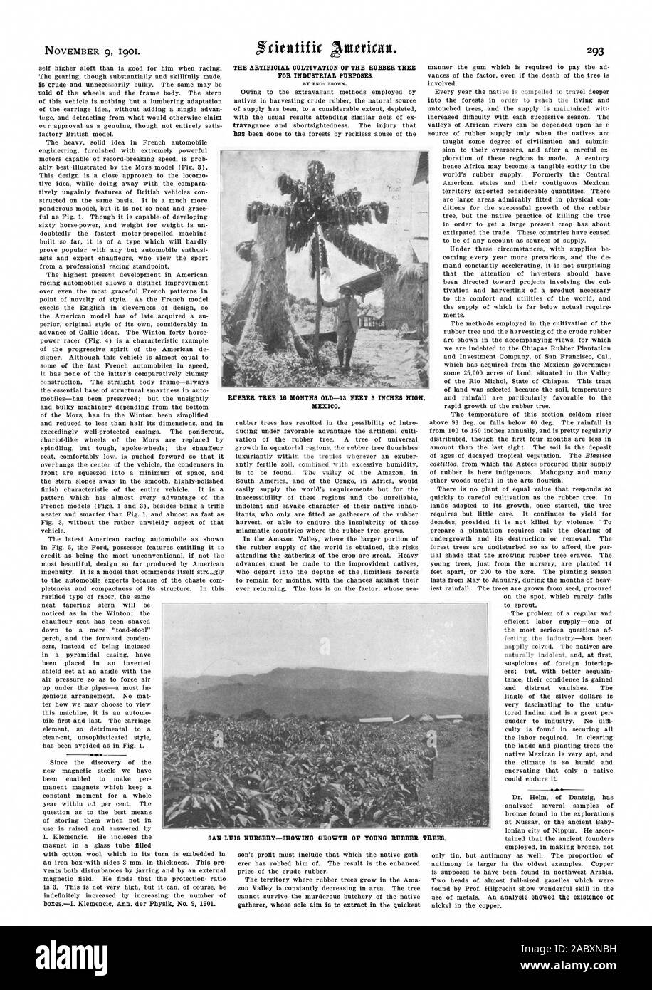 Struttura in gomma 16 MESI-13 piedi 3 pollici alta. Messico. La coltivazione artificiale di l'albero della gomma per scopi industriali. Da ENOS marrone. SAN LUIS VIVAIO-mostra la crescita di giovani alberi della gomma., Scientific American, 1901-11-09 Foto Stock