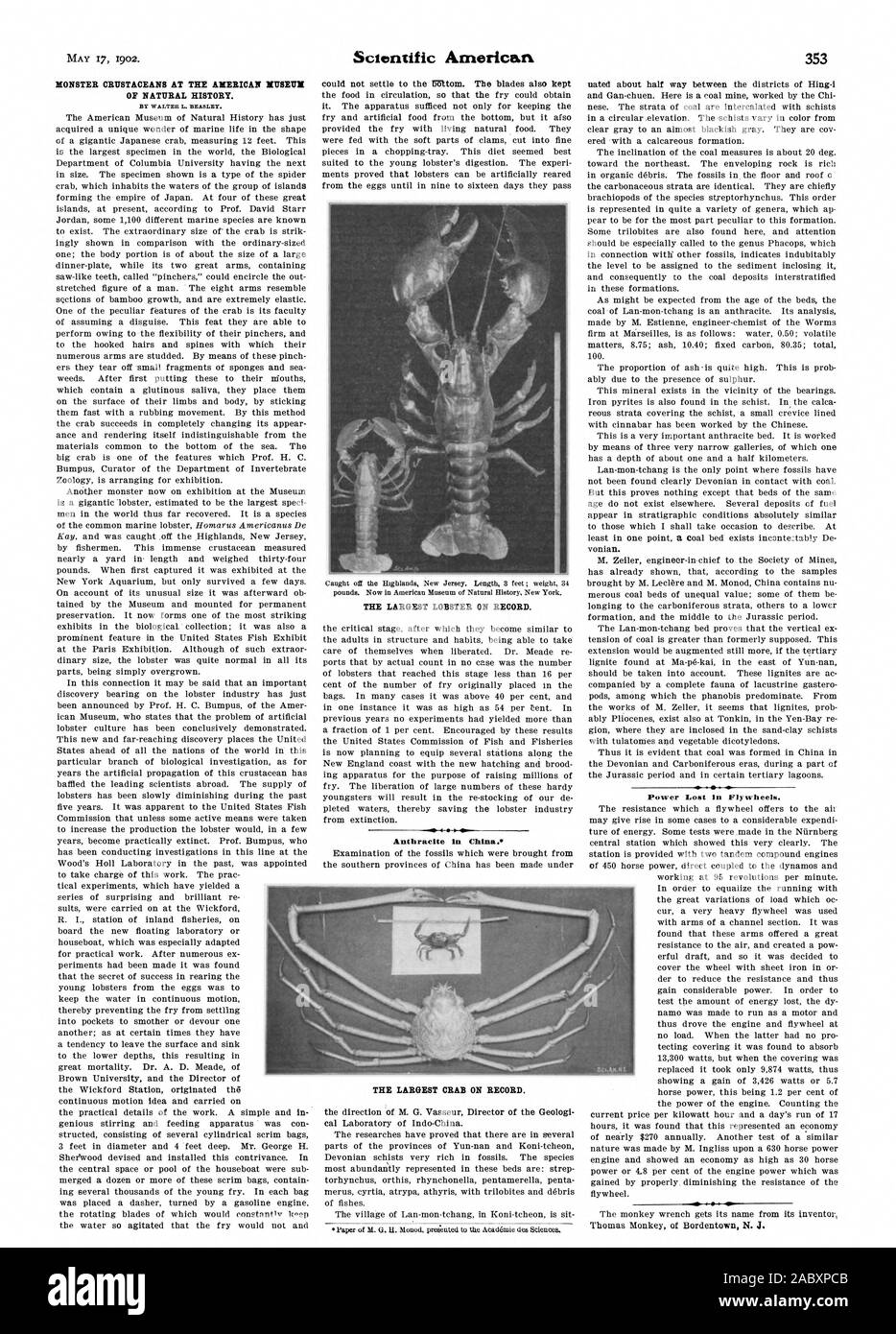 MONSTER Crostacei al Museo Americano di Storia Naturale. Da WALTER L. BEASLEY. La più grande Aragosta su record. Antracite in Cina. Il più grande granchio SUL RECORD. Perdita di potenza nei volani., Scientific American, 1902-05-17 Foto Stock