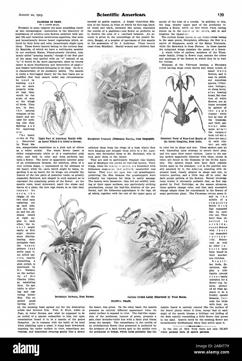 Fiori della preda. Da Z. CARTER barba. VD 4 parte superiore di American Mantis con un insetto che è in procinto di divorare. Deroplatys Sarwace dal Borneo. PLOWER TRAM., Scientific American, 1903-08-22 Foto Stock