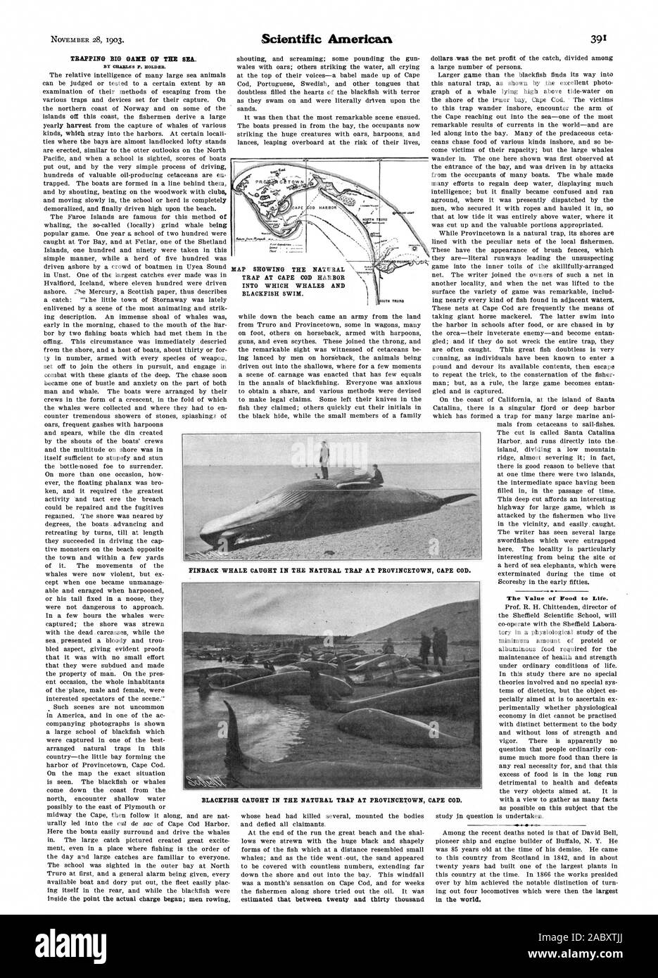 TRAPPING BIG GAME del mare. Il valore del cibo per la vita. Balena FINBACR catturati nella trappola NATURALE A A PROVINCETOWN CAPE COD. BLACKFISH catturati nella trappola NATURALE A A PROVINCETOWN CAPE COD., Scientific American, 1903-11-28 Foto Stock