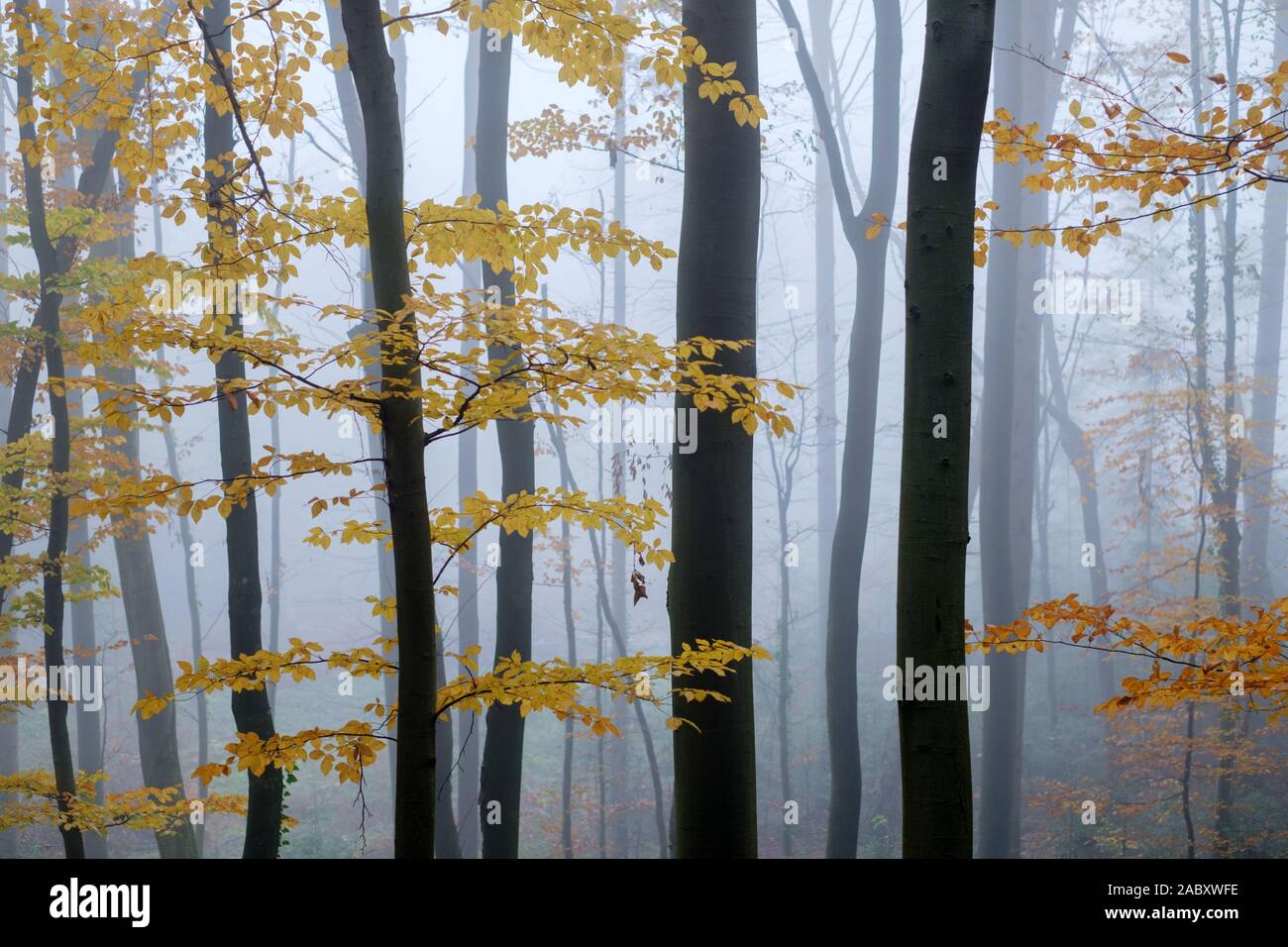 Misterioso bosco di faggio nella nebbia. Autunno in mattinata il Bosco nebbioso. Magica atmosfera di nebbia. Fotografia di paesaggi Foto Stock