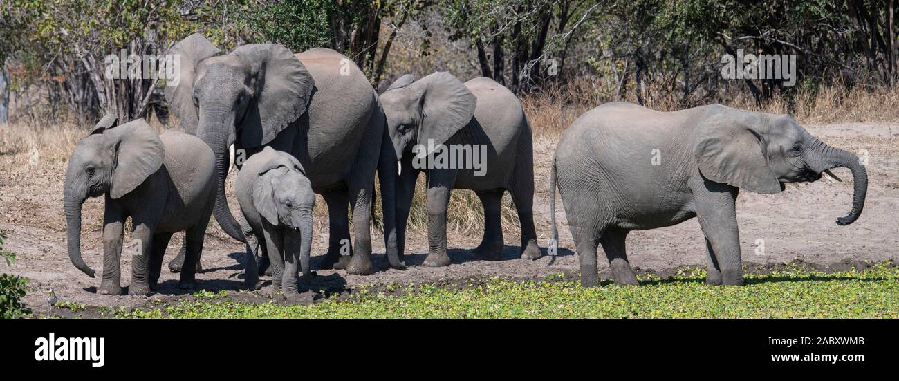Africa, Zambia, Sud Luangwa National Park. Elefante africano (WILD: Loxodonta africana) piccola mandria di bere dalla piscina. Foto Stock