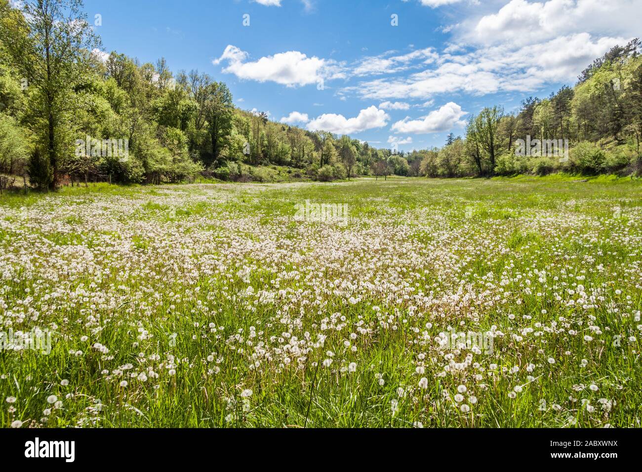 Verde prato con molti denti di leoni Foto Stock