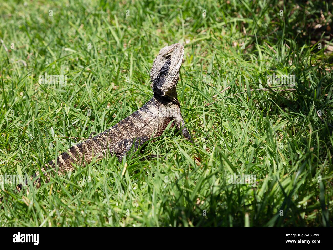 La sottospecie australiana di Drago acquatico orientale, Intellagama lesueurii lesueurii , una lucertola nativa di Manly, Sydney Australia Foto Stock