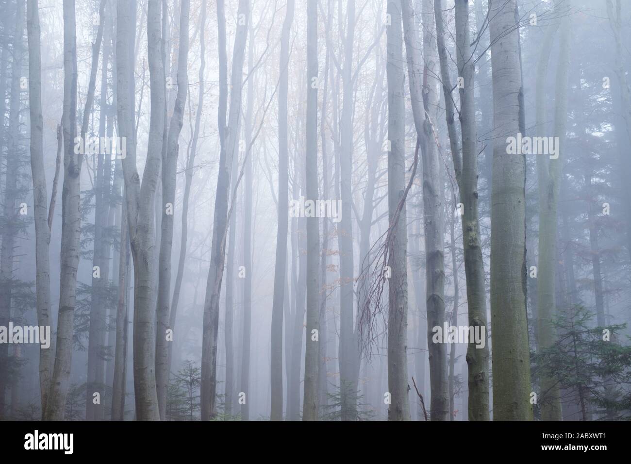 Misterioso bosco di faggio nella nebbia. Autunno in mattinata il Bosco nebbioso. Magica atmosfera di nebbia. Fotografia di paesaggi Foto Stock