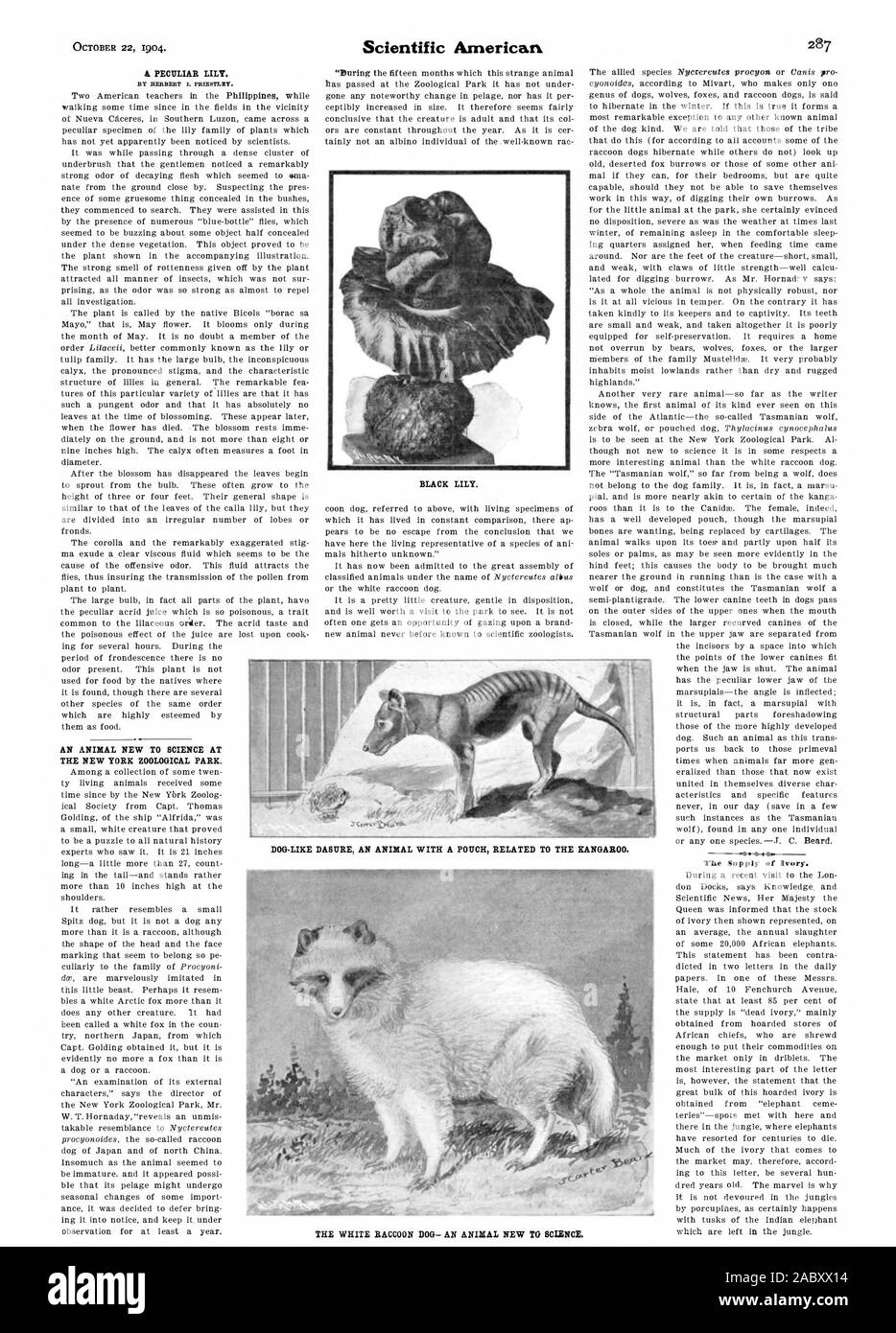 Un peculiare lily. Da HERBERT I. PRIESTLEY. Un animale NUOVA PER LA SCIENZA AL NEW YORK Zoological Park. 'Noiosi i quindici mesi che questo strano animale giglio nero 'rhe Fornitura di avorio. Cane simile DASURE un animale con una custodia RELATIVE AL KANGAROO. Il bianco Cane procione- UN ANIMALE NUOVA PER LA SCIENZA., Scientific American, 1904-10-22 Foto Stock
