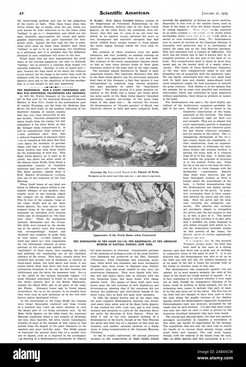 Il BRONTOSAUR. Come un gigante preistorico di Ani mal scoprì trasportati e ripristinati. Il restauro della lucertola gigante il BRONTOSAUR PRESSO IL MUSEO AMERICANO DI STORIA NATURALE DI NEW YORK., Scientific American, 1905-01-21 Foto Stock