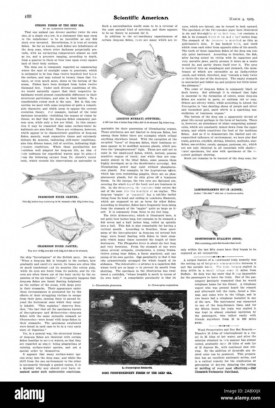 Chemisch-Technische Fabrikant. Alcuni pesci fosforescenti del mare profondo., Scientific American, 1905-03-11 Foto Stock