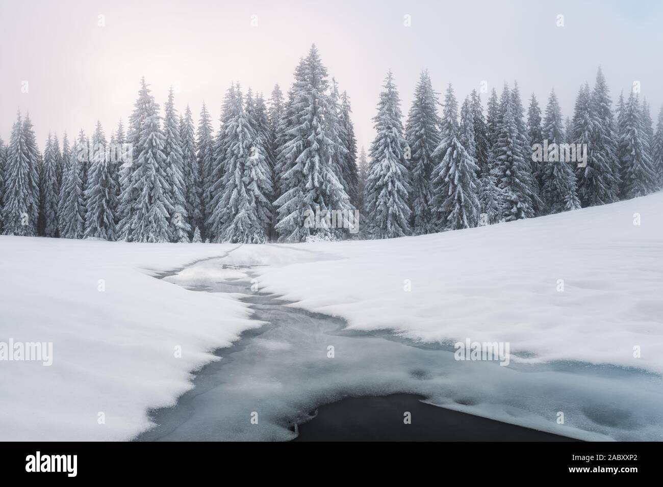 Fantastico paesaggio invernale con il fiume congelato e alberi innevati nelle montagne di nebbia. Carpazi, Ucraina, l'Europa. Vacanze di Natale concept Foto Stock