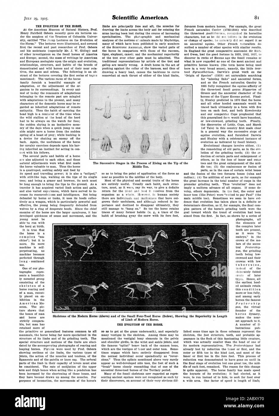 L'EVOLUZIONE DEL CAVALLO. L'EVOLUZIONE DEL CAVALLO., Scientific American, 1905-07-29 Foto Stock