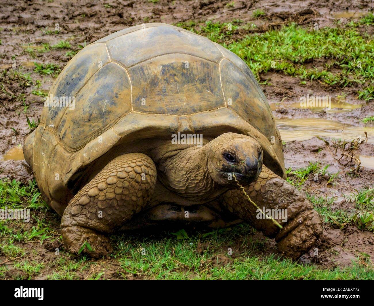 La tartaruga gigante dell'isola di Mauritius Foto Stock