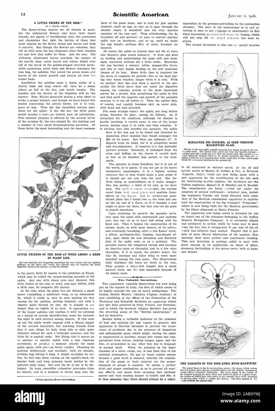 Un piccolo amico di ROSE. Due importanti invenzioni. Miniatura di incollaggio di maiale come visto attraverso la lente di ingrandimento. Il parassita DELLA ROSA APHIS molto ingrandito piccoli amici della rosa all opera in mezzo a una mandria di impianto pidocchi., Scientific American, 1906-01-06 Foto Stock