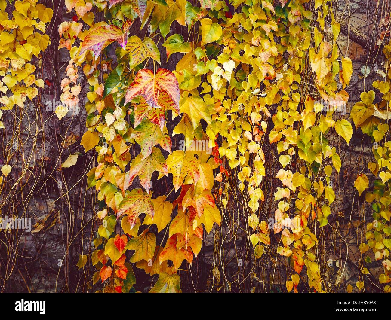 Autunno Ivy. Il sole che splende su bagnato autunno ivy cresce un muro di mattoni Foto Stock