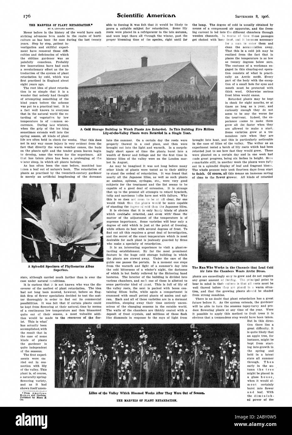 Uno splendido esemplare di Phyllocactus Albus Superbus. L'aria nelle camere indossa abiti artico. Il giglio della valle le piante sono state ritardata in un solo anno, Scientific American, 1906-09-08 Foto Stock