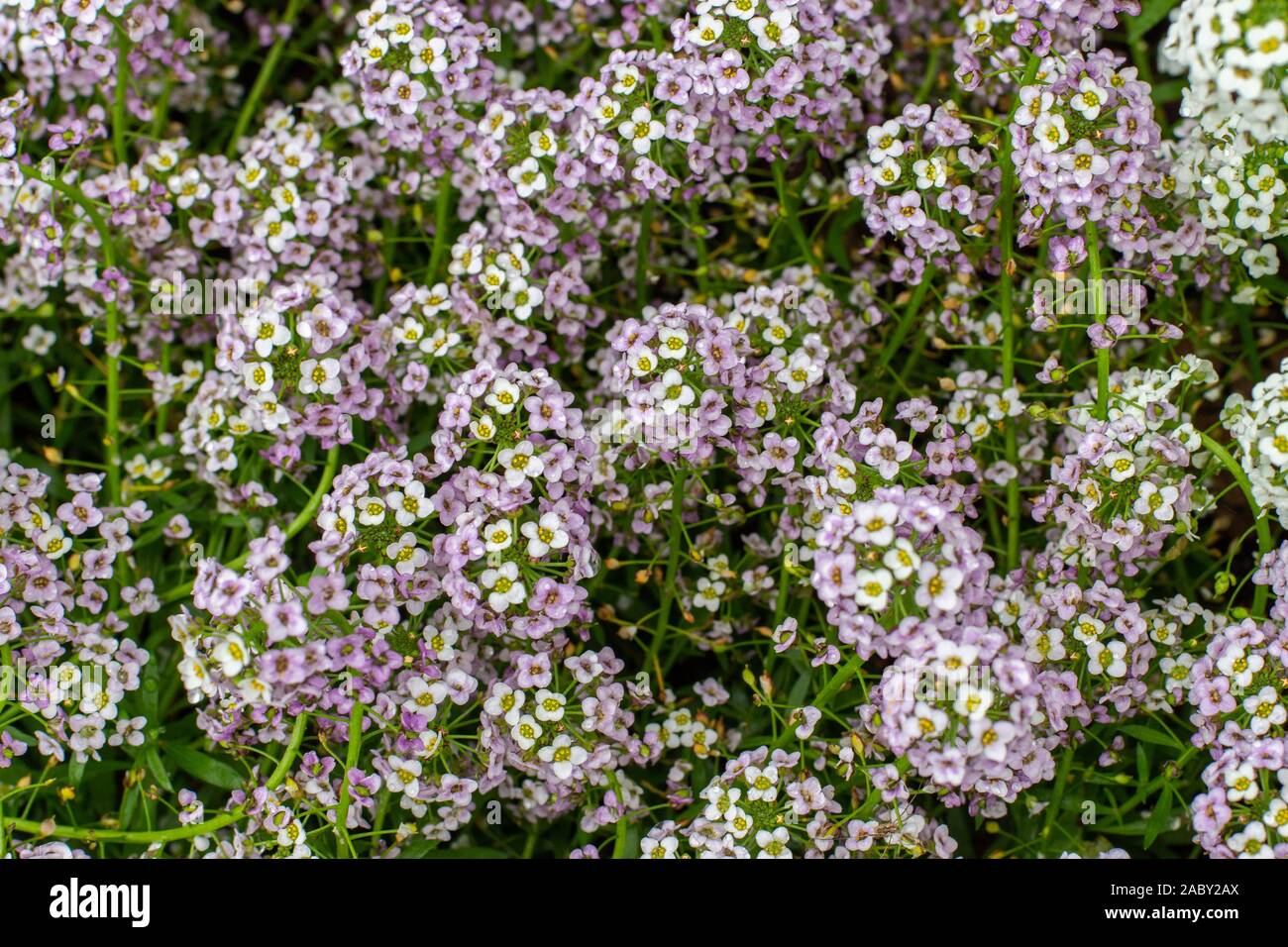 Lobularia maritima fiore giardino prato pianta è utilizzata per la  progettazione di frontiere, letti di fiori. Pianta Bassa con bianco e viola  piccoli fiori. Backdro sfondo Foto stock - Alamy