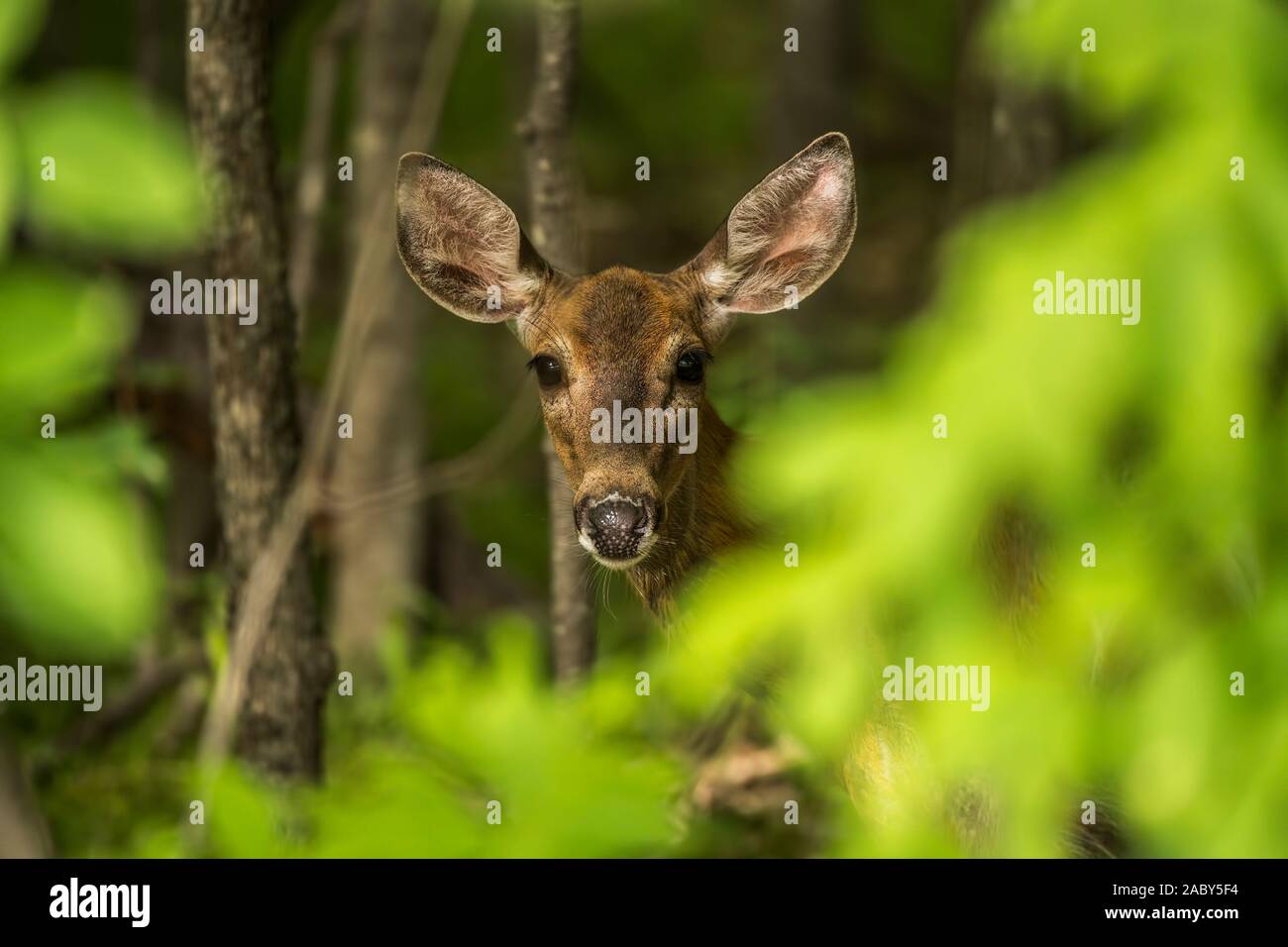 White-tailed deer in alcuni vegetazione. Foto Stock