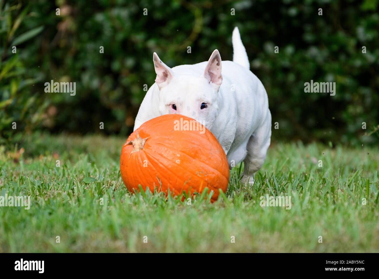 Un bianco miniatura bull terrier giocando con una zucca sull'erba Foto Stock