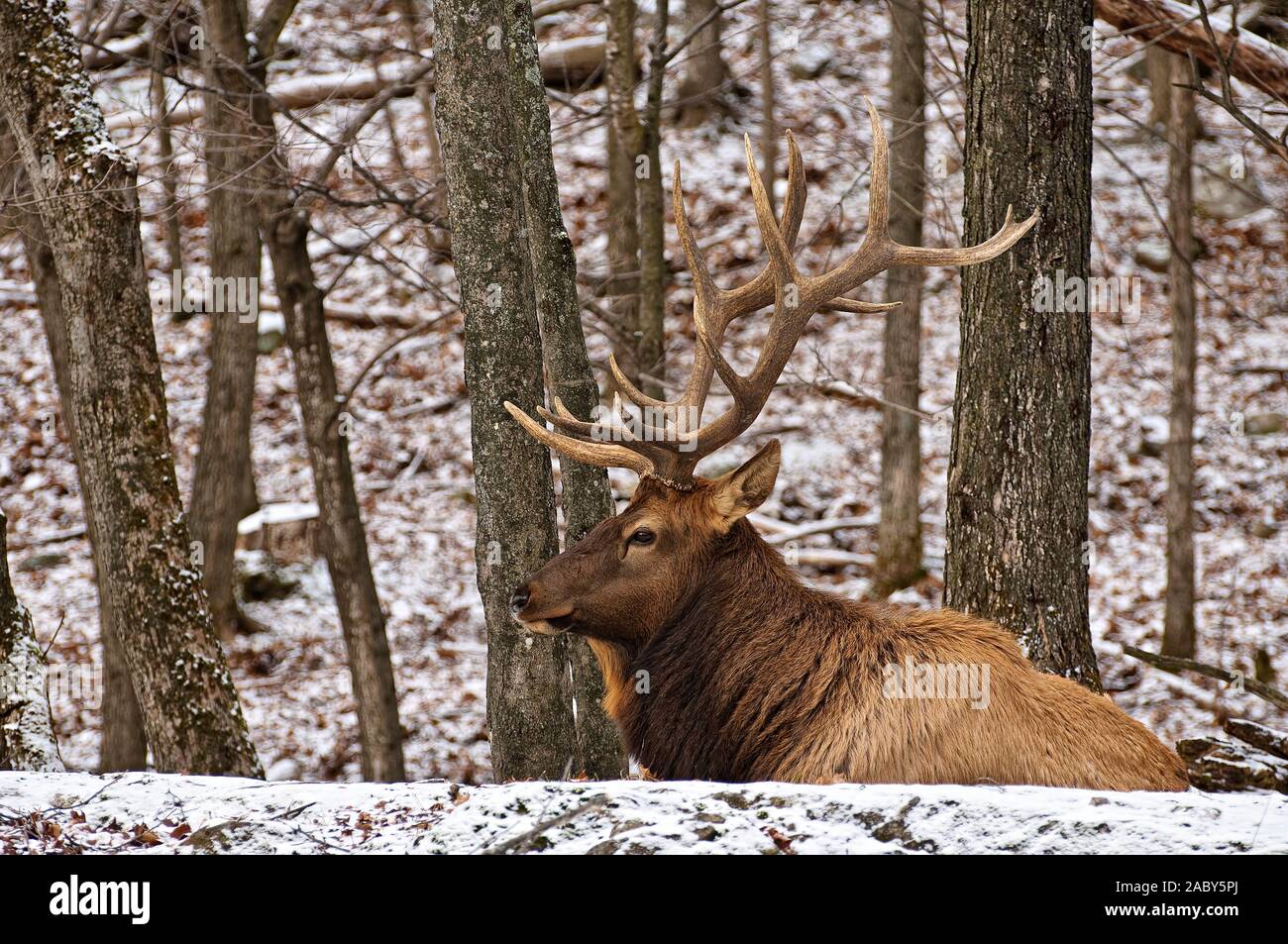 Bull Elk che stabilisce nella neve. Foto Stock
