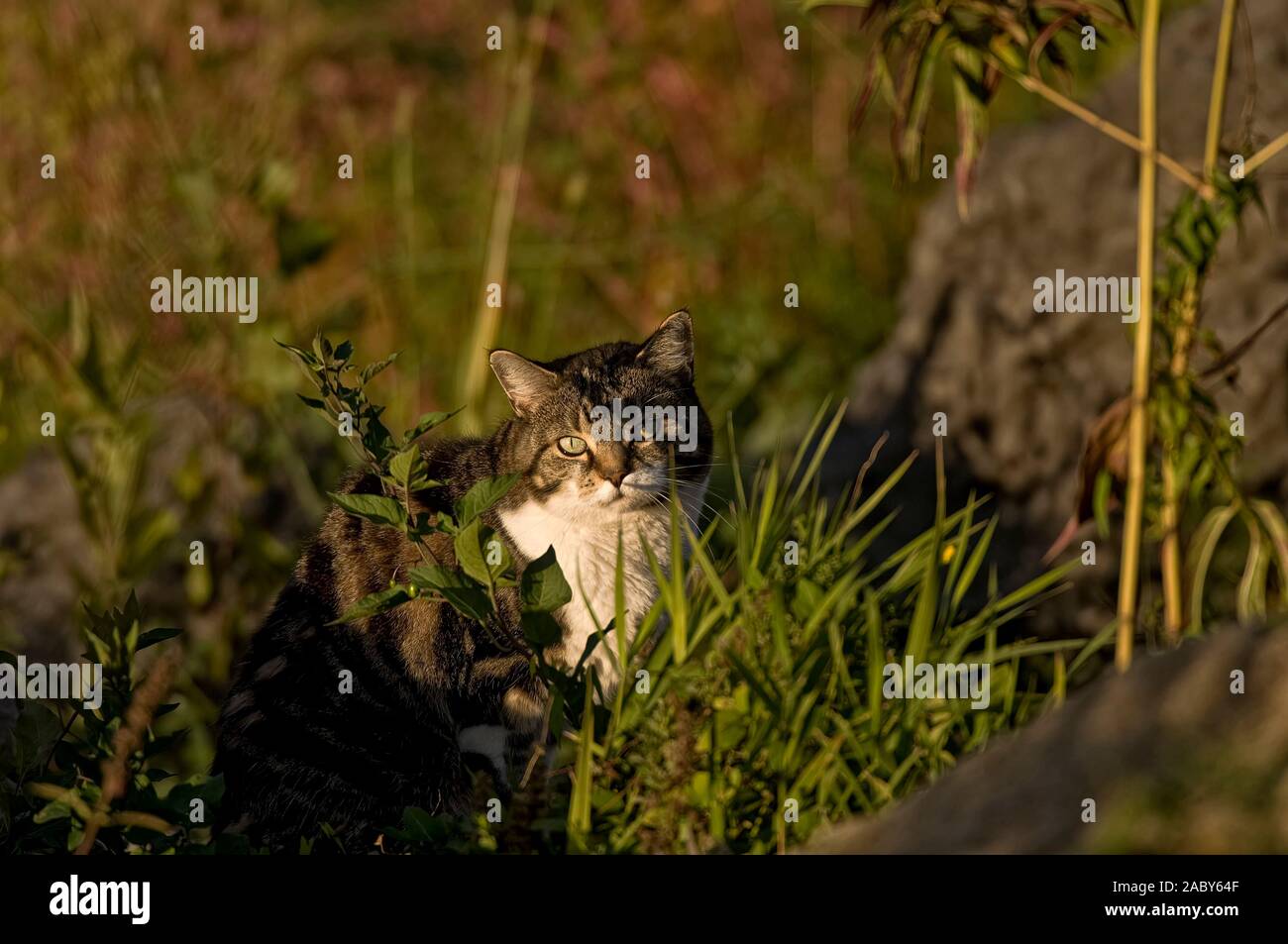 Feral Cat seduto in qualche erba. Foto Stock