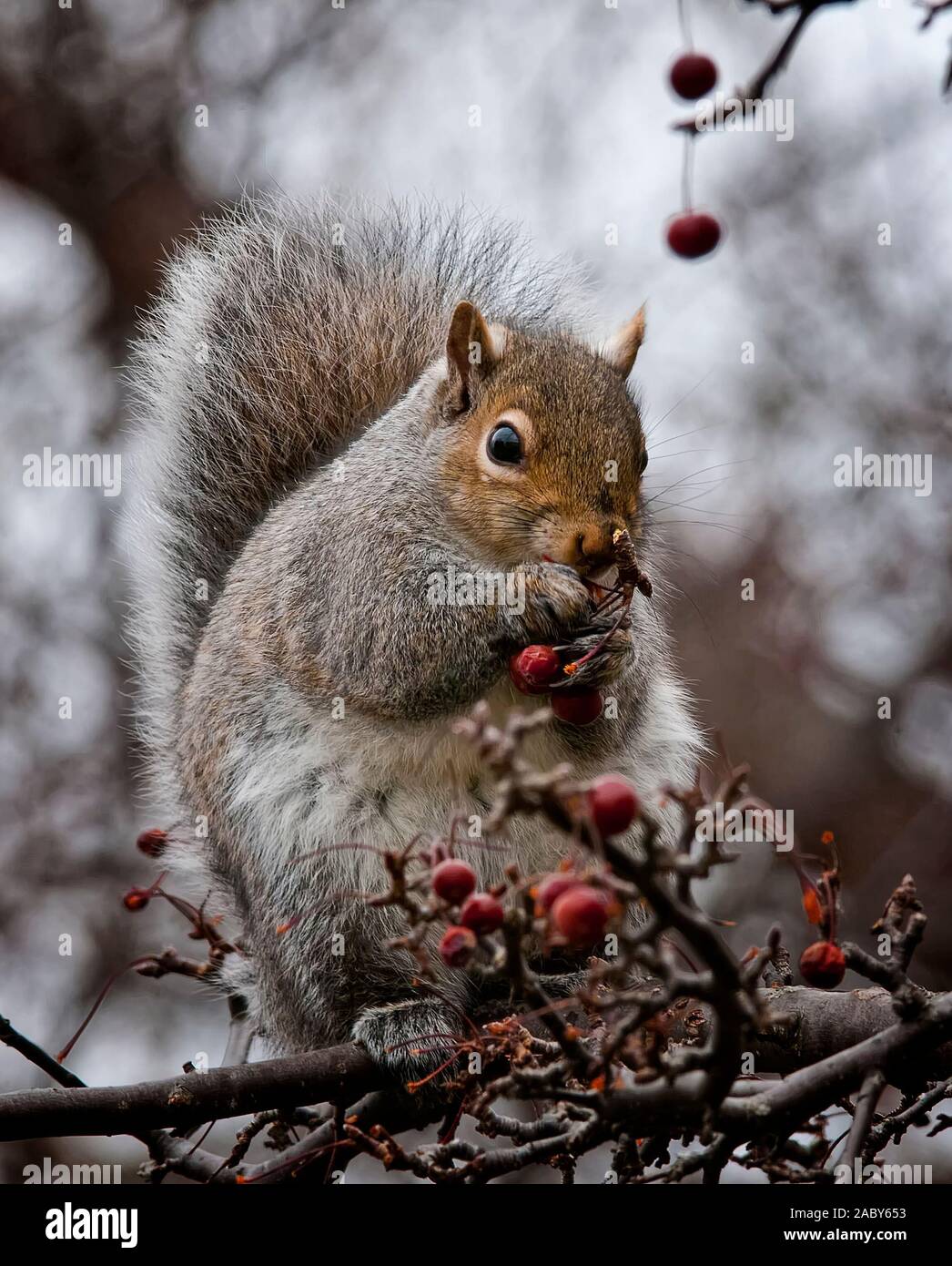 Scoiattolo grigio seduto sul ramo di mangiare i frutti a bacca rossa. Foto Stock