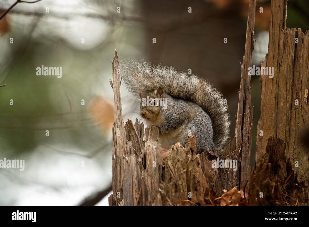 Scoiattolo grigio seduto su un ceppo di albero. Foto Stock