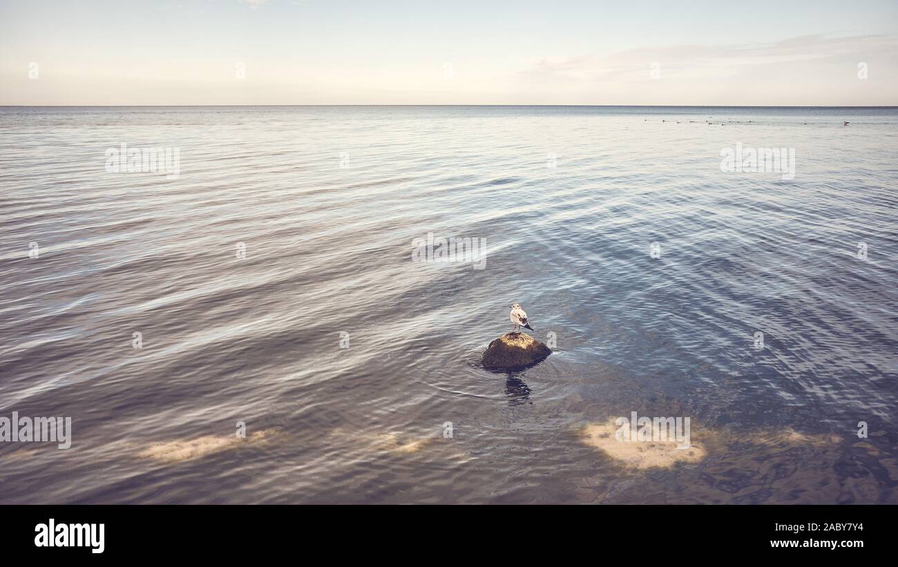 Calma seascape con un uccello su una pietra, tonificazione del colore applicato. Foto Stock