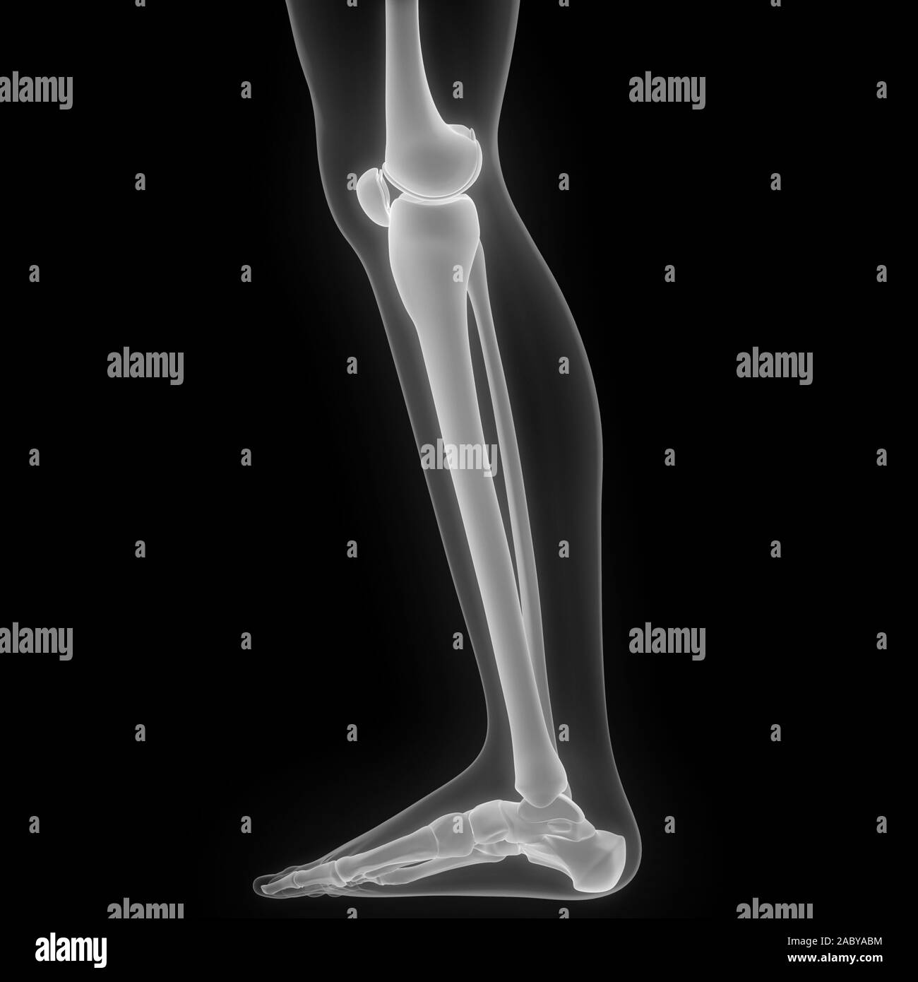 Scheletro umano sistema ossa articolazioni anatomia X-ray 3D rendering Foto Stock