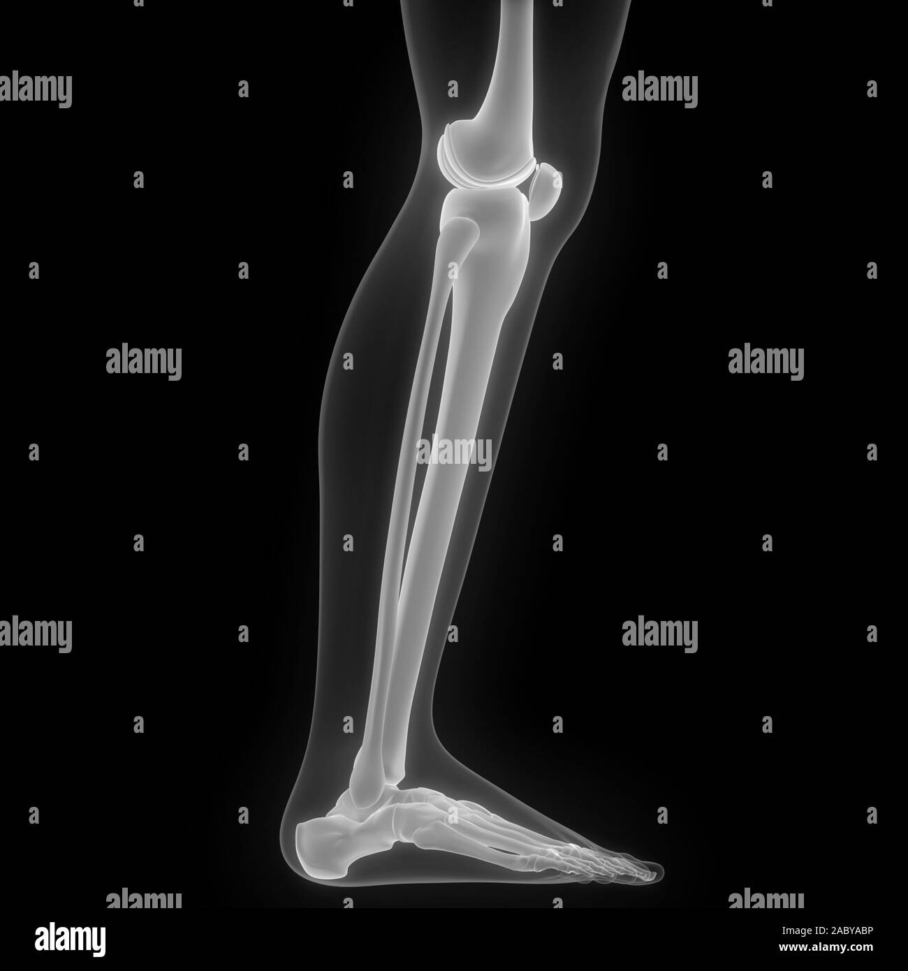 Scheletro umano sistema ossa articolazioni anatomia X-ray 3D rendering Foto Stock