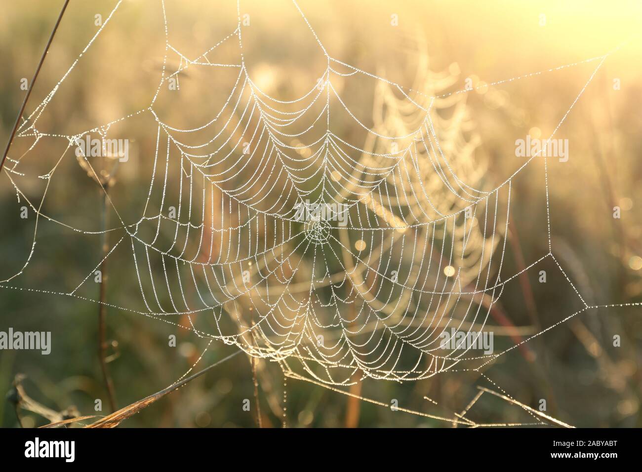 Spider Web su un prato illuminato dalla RISING SUN. Foto Stock