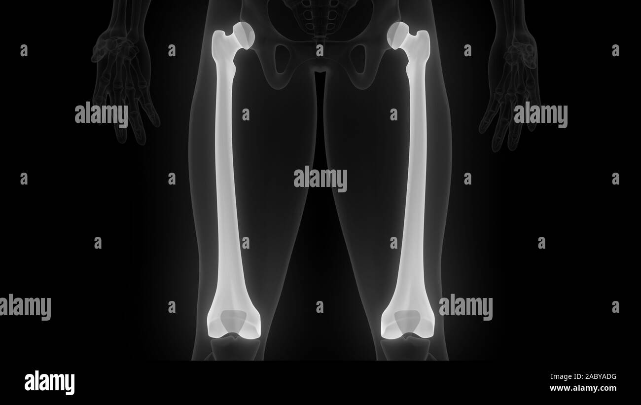 Scheletro umano sistema ossa articolazioni anatomia X-ray 3D rendering Foto Stock