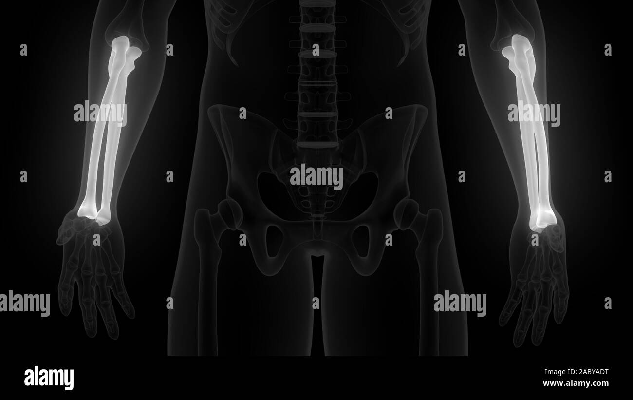 Scheletro umano sistema ossa articolazioni anatomia X-ray 3D rendering Foto Stock