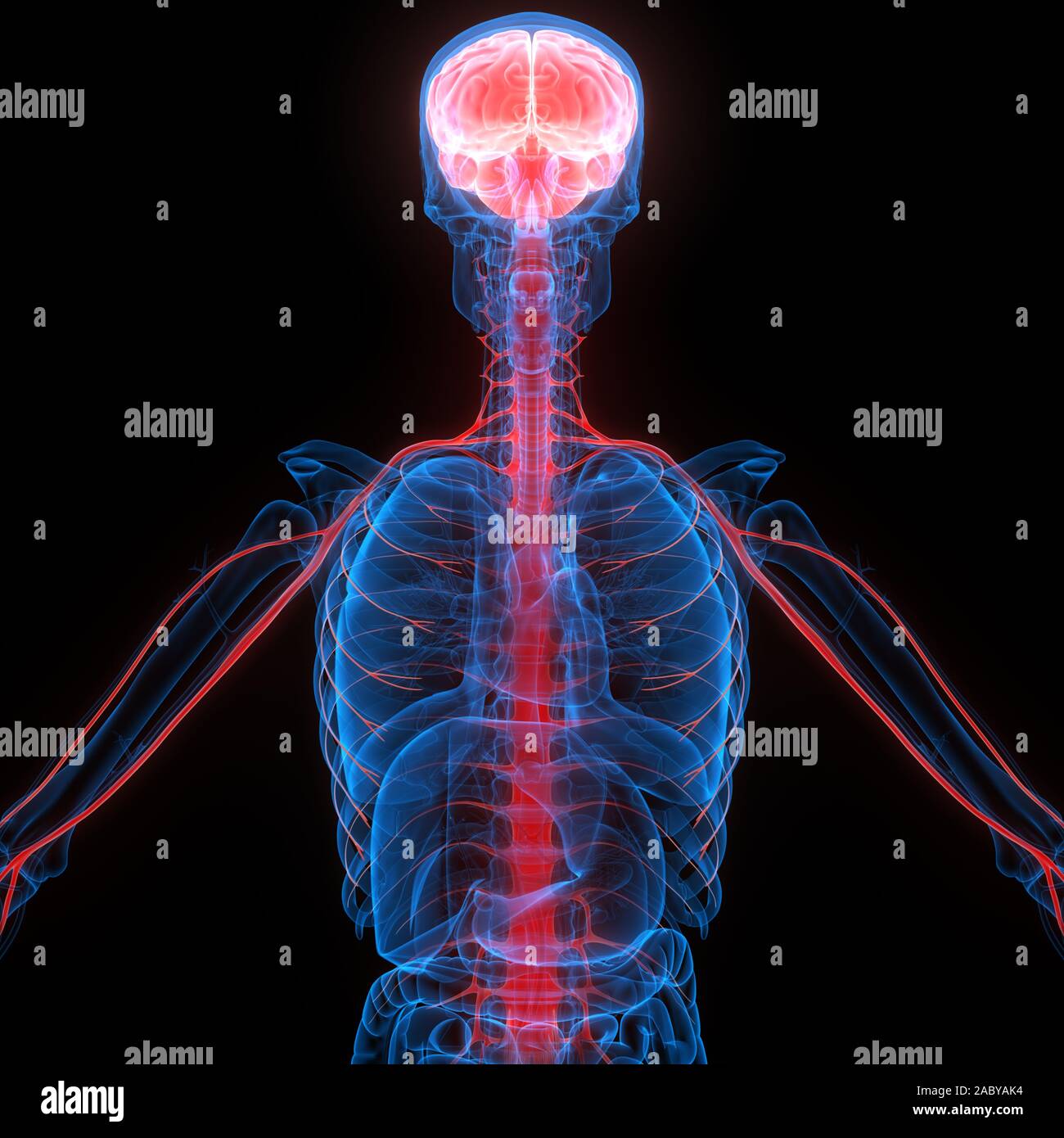 Cervello di organi interni umani con sistema Nervoso Anatomia radiografia 3D rendering Foto Stock