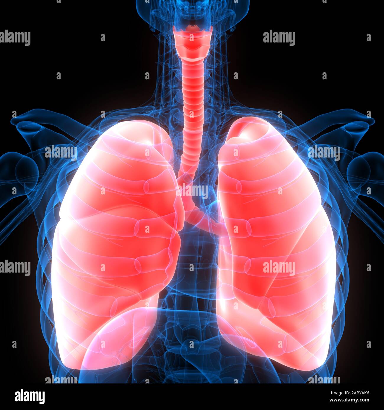 Polmoni Parte del rendering 3D con raggi X per anatomia del sistema respiratorio umano Foto Stock