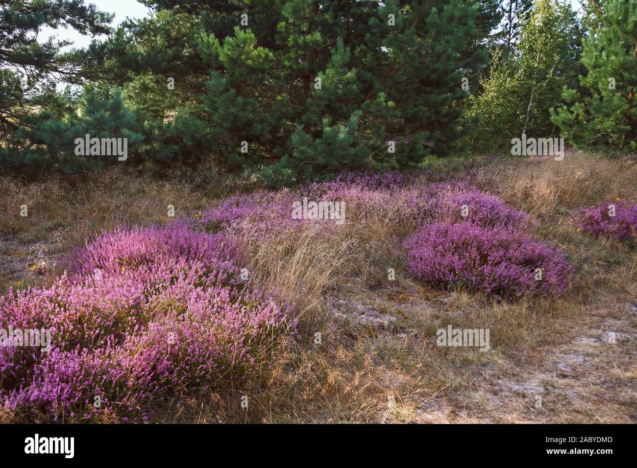 Selvaggio paesaggio naturale con viola heather fiori, erba secca e lone pine trees. Nida, Lettonia. Il mare del Baltico Foto Stock