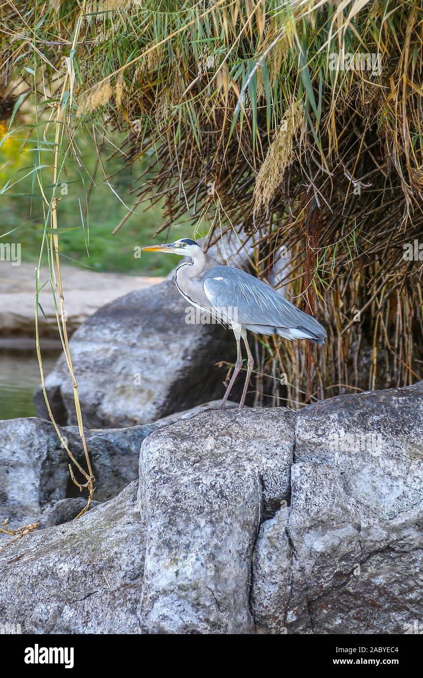 Un Airone cinerino (Ardea cinerea), una lunga zampe predatori di trampolieri della famiglia di airone, Ardeidi Aswan, Egitto, Africa Foto Stock