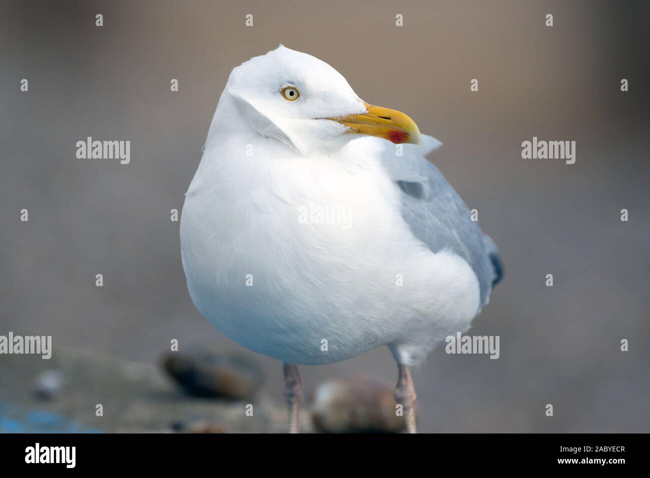 Aringa gabbiano sulla spiaggia Foto Stock