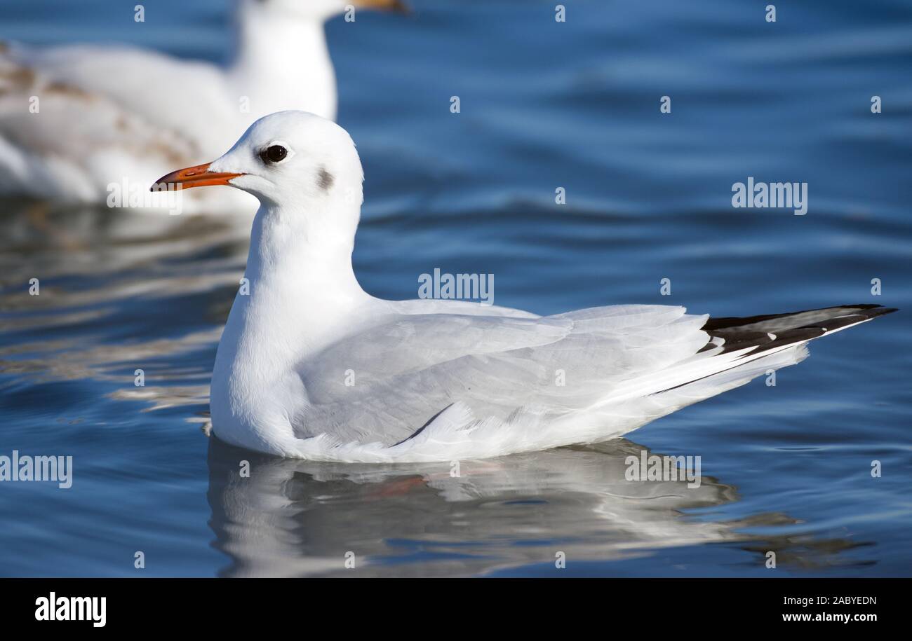 A testa nera piscina gabbiano Foto Stock