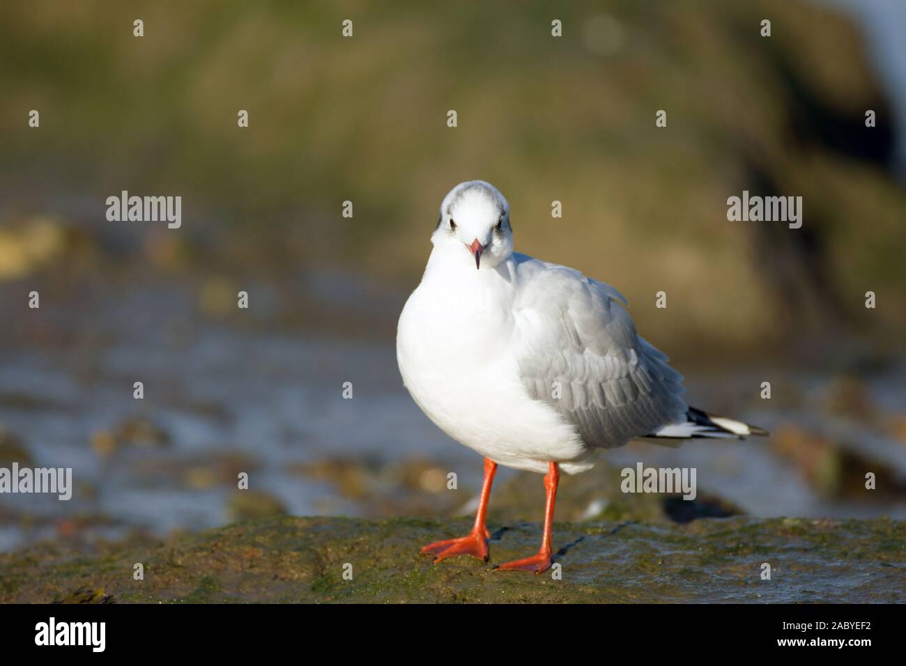 A testa nera a gabbiano alta marea Foto Stock