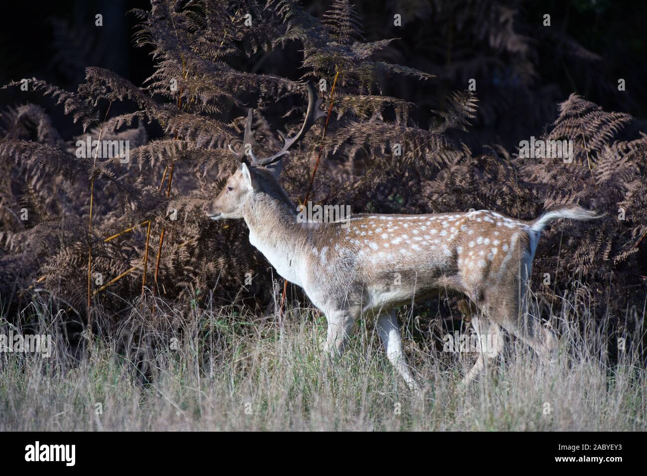 Maggese buck durante la routine Foto Stock