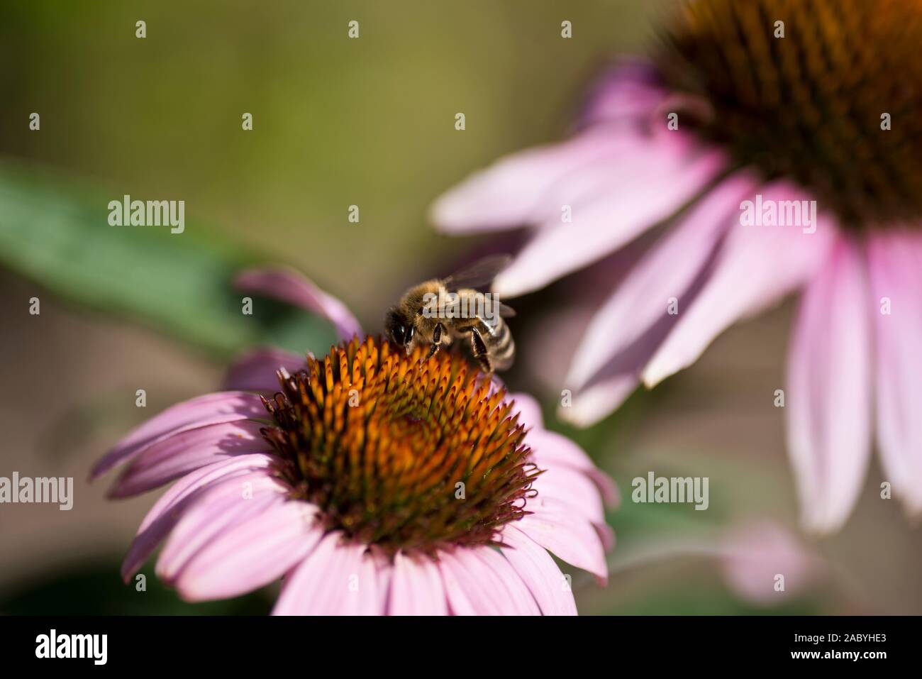 Un lavoratore di alimentazione delle api su un fiore di Echinacea testa Foto Stock