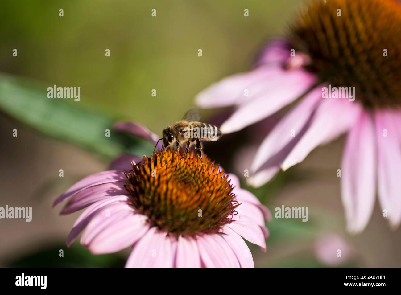 Un lavoratore di alimentazione delle api su un fiore di Echinacea testa Foto Stock