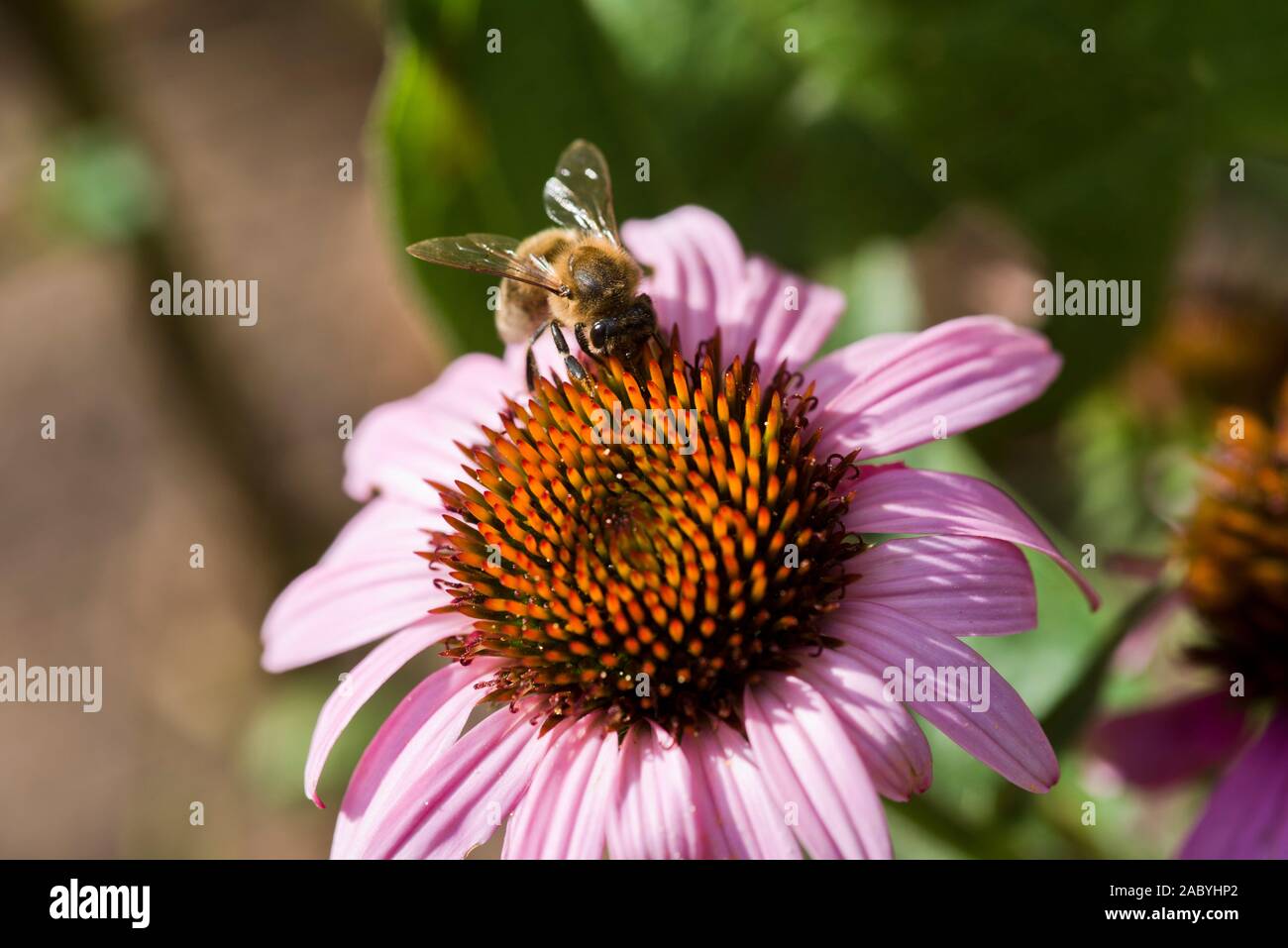 Un lavoratore di alimentazione delle api su un fiore di Echinacea testa Foto Stock
