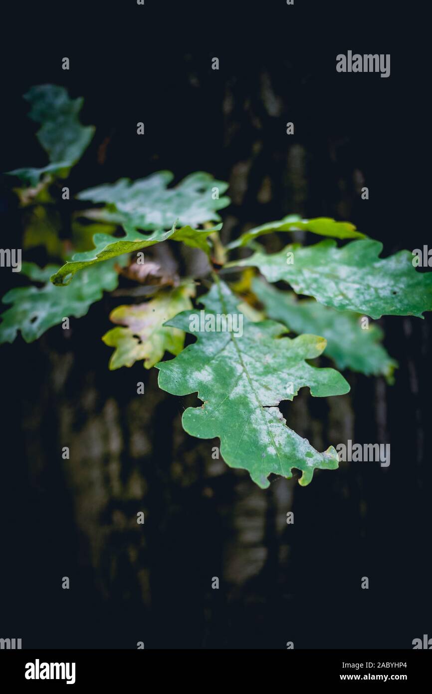 Quercia Verde foglie di albero in un bosco inglese Foto Stock