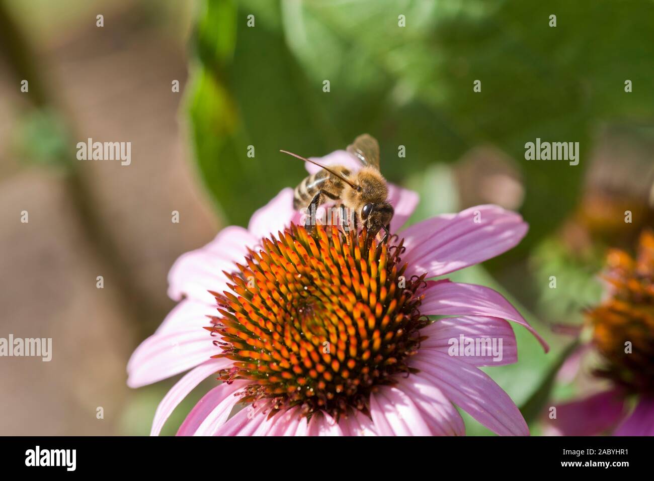 Un lavoratore di alimentazione delle api su un fiore di Echinacea testa Foto Stock