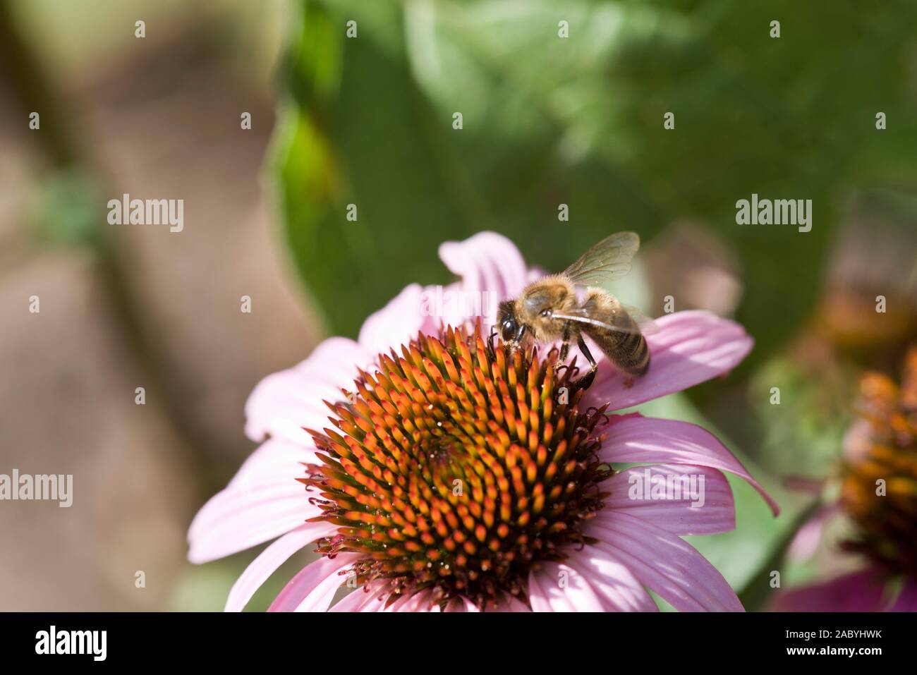 Un lavoratore di alimentazione delle api su un fiore di Echinacea testa Foto Stock
