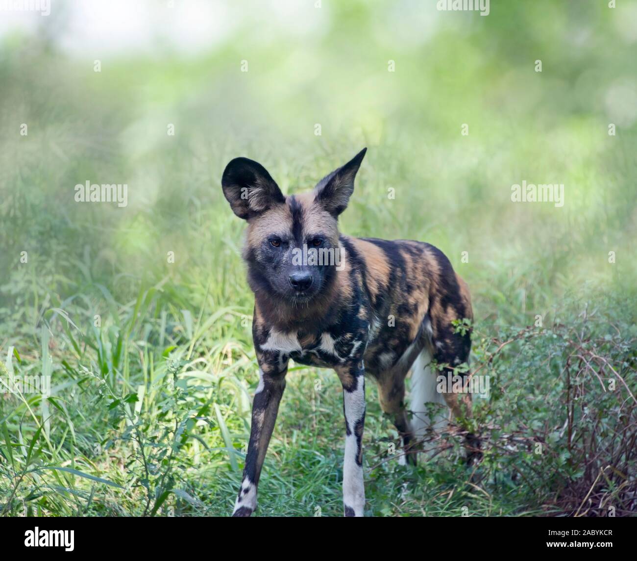 African wild dog noto anche come African Hunting o africano dipinto di cane Foto Stock