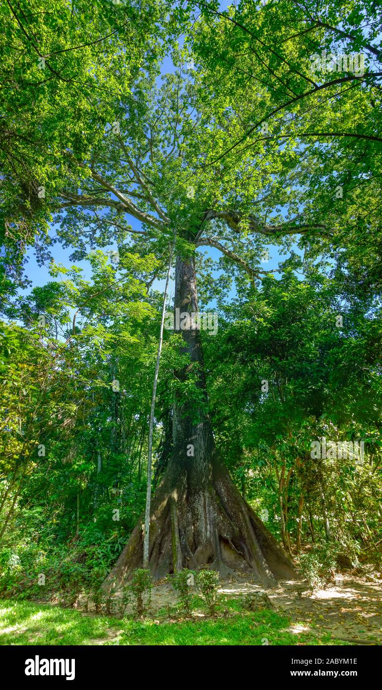 Baum, Tropischer Urwald, Chiapas, Mexiko Foto Stock